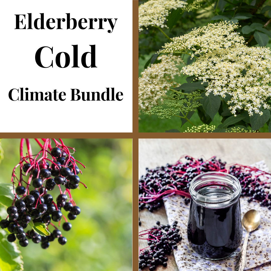 Cold Climate Elderberry Bundle