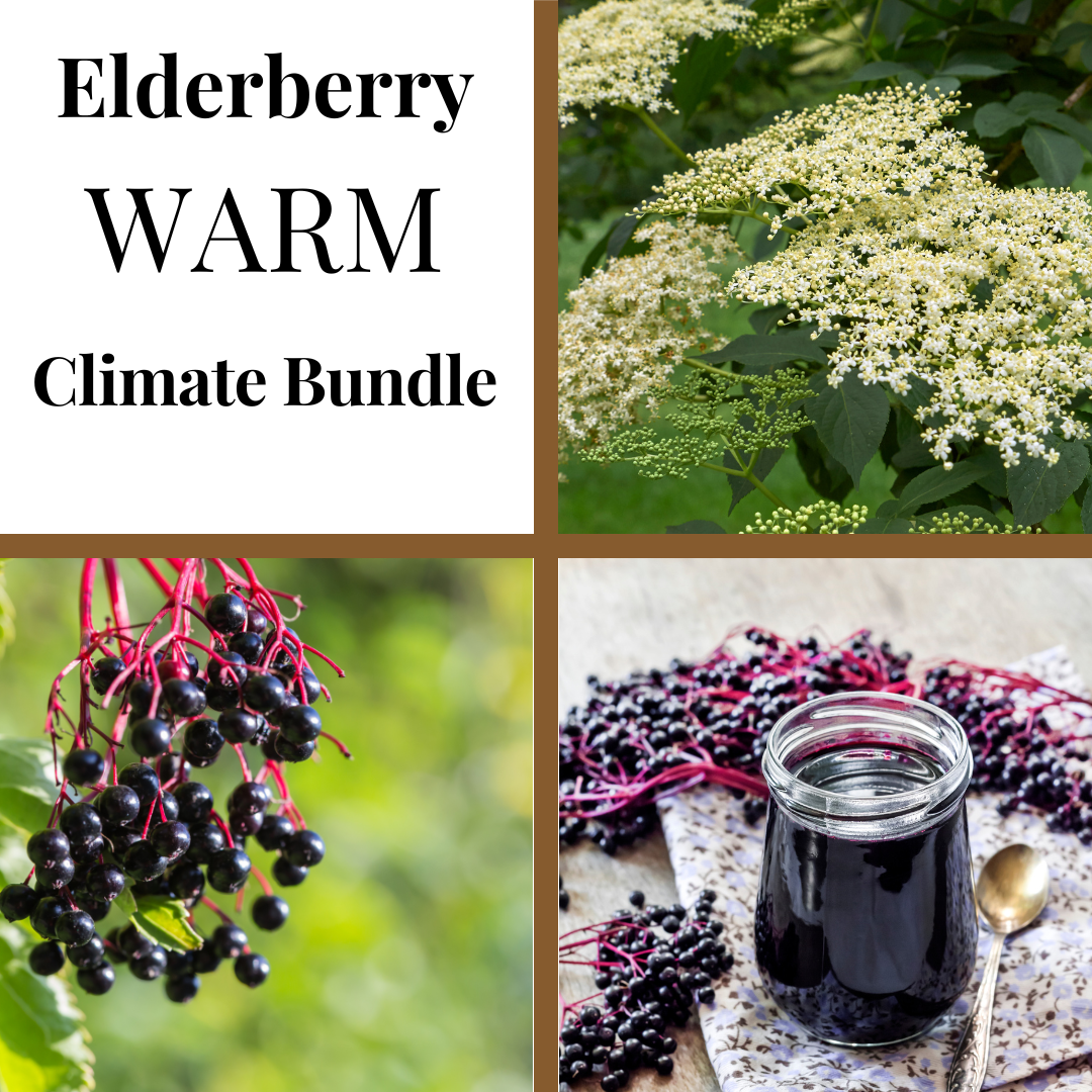 Warm Climate Elderberry Bundle