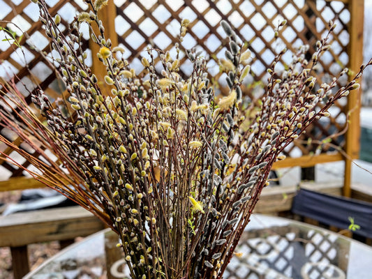 Showy Catkin Floral Mega Willow