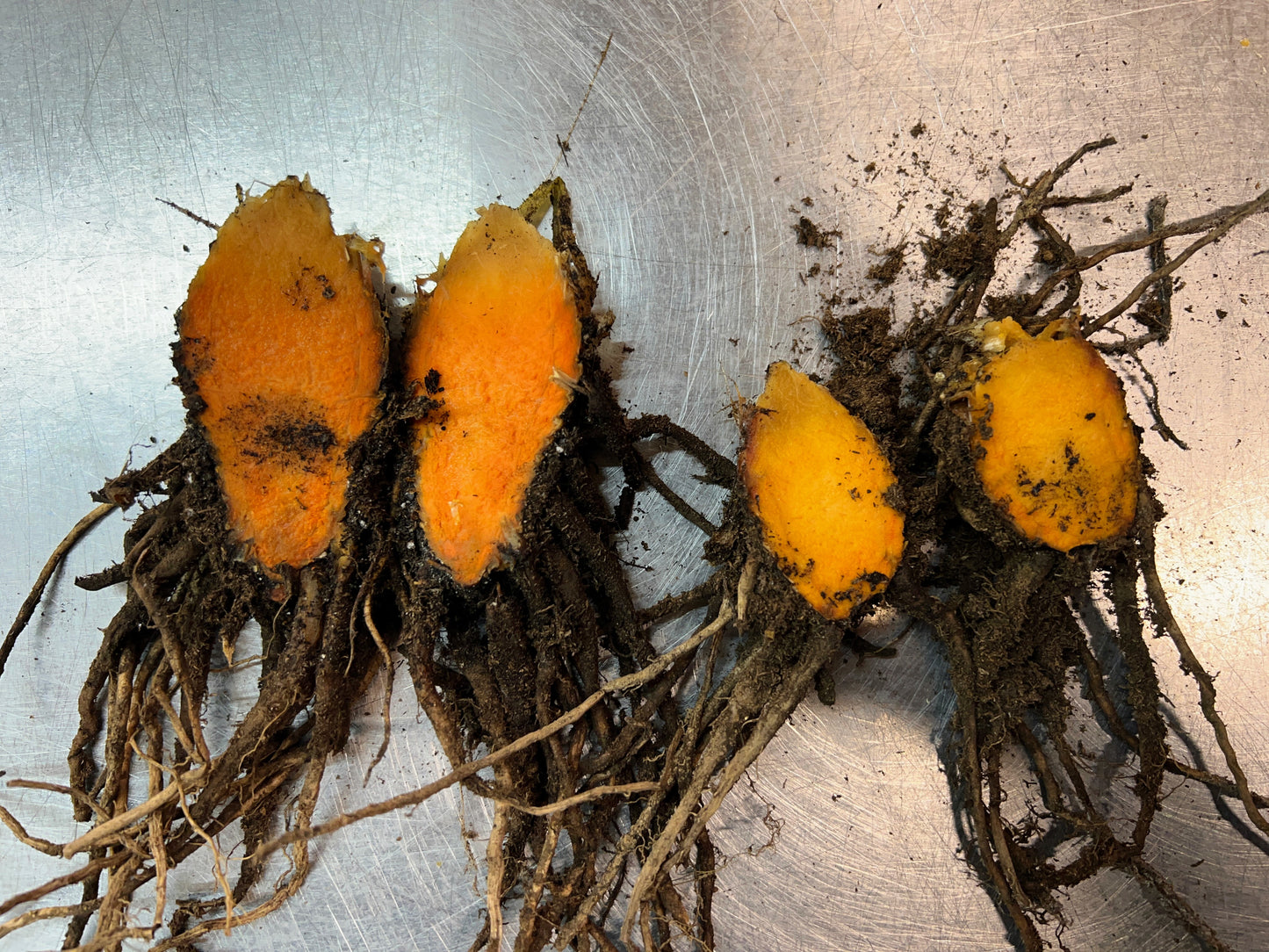 Turmeric (For Seed and Culinary)