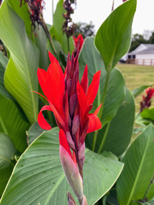 Red Canna lily