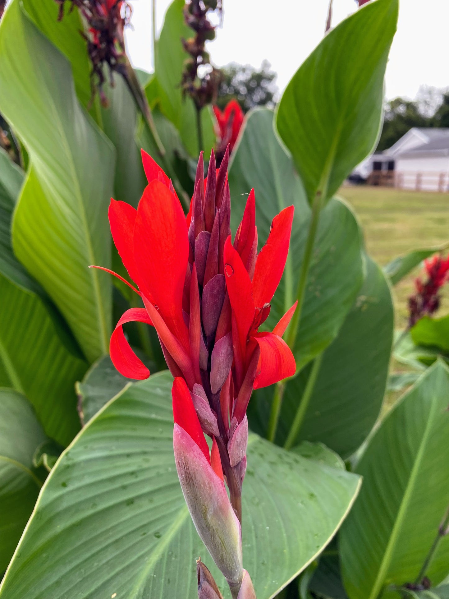 Red Canna lily – Growing Farmers