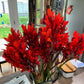 Red Canna lily