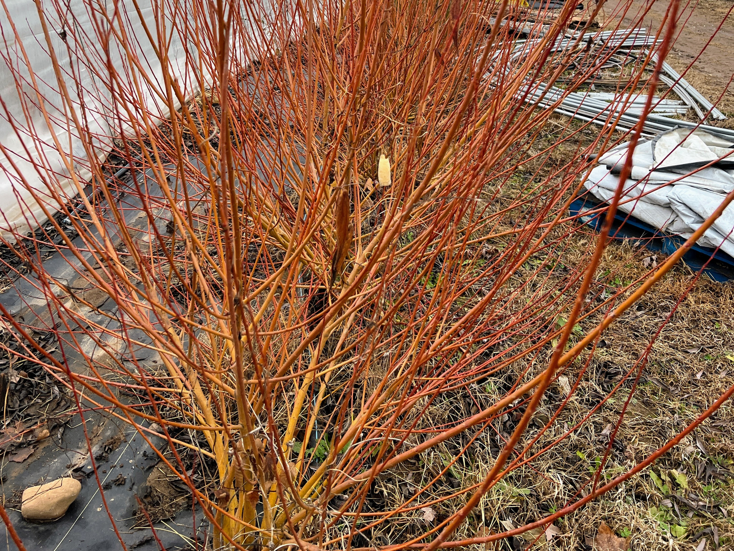 Yellow Flame Willow
